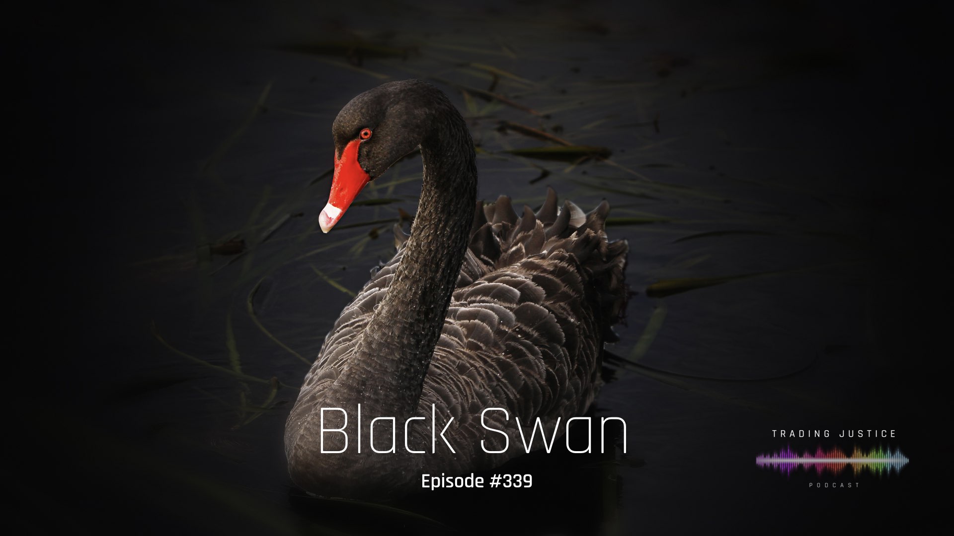Episode 339: Black Swan | Trading Justice Podcast