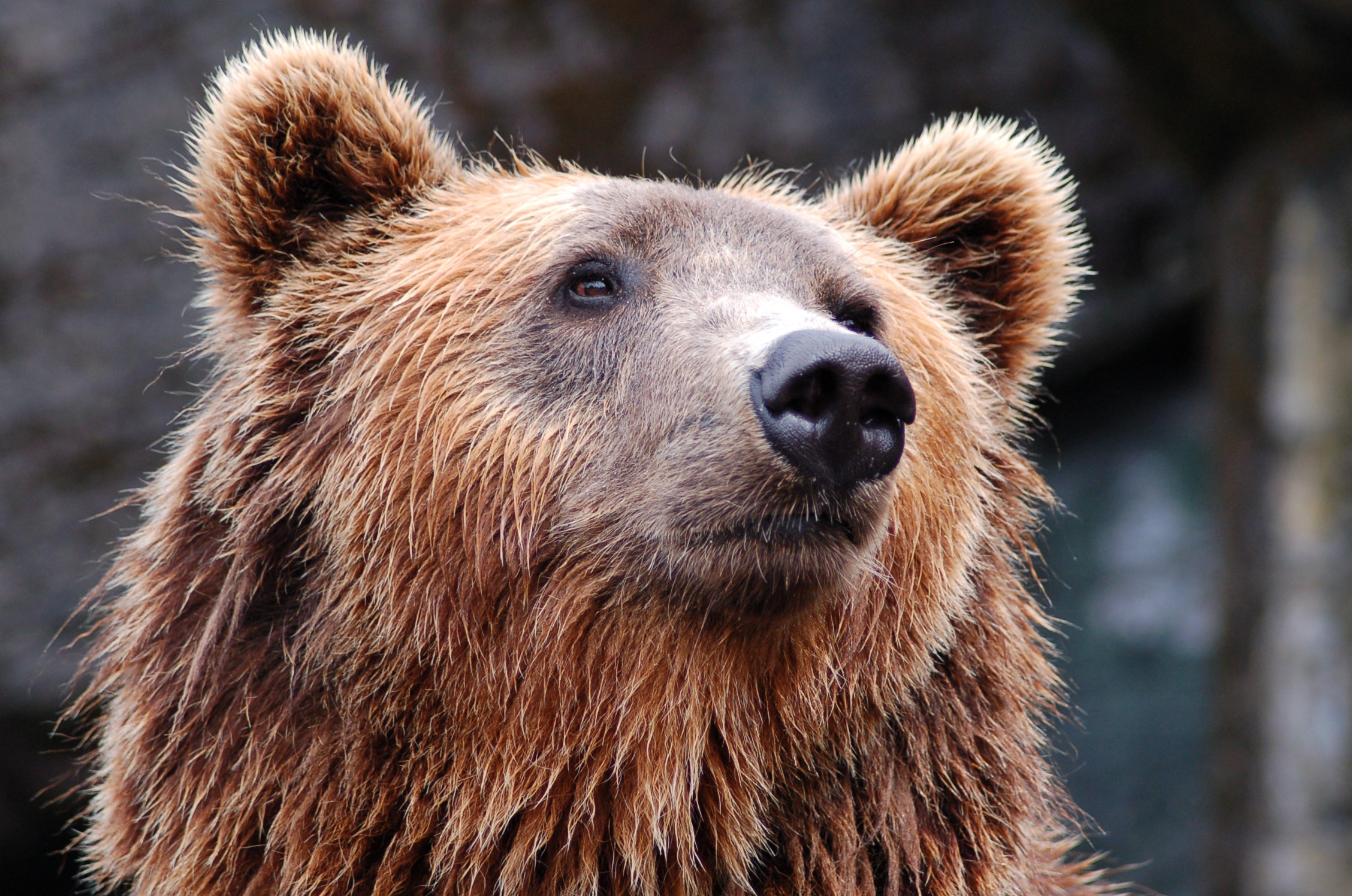 What are Bear Markets? | Trading Justice Newsletter Vol. 52
