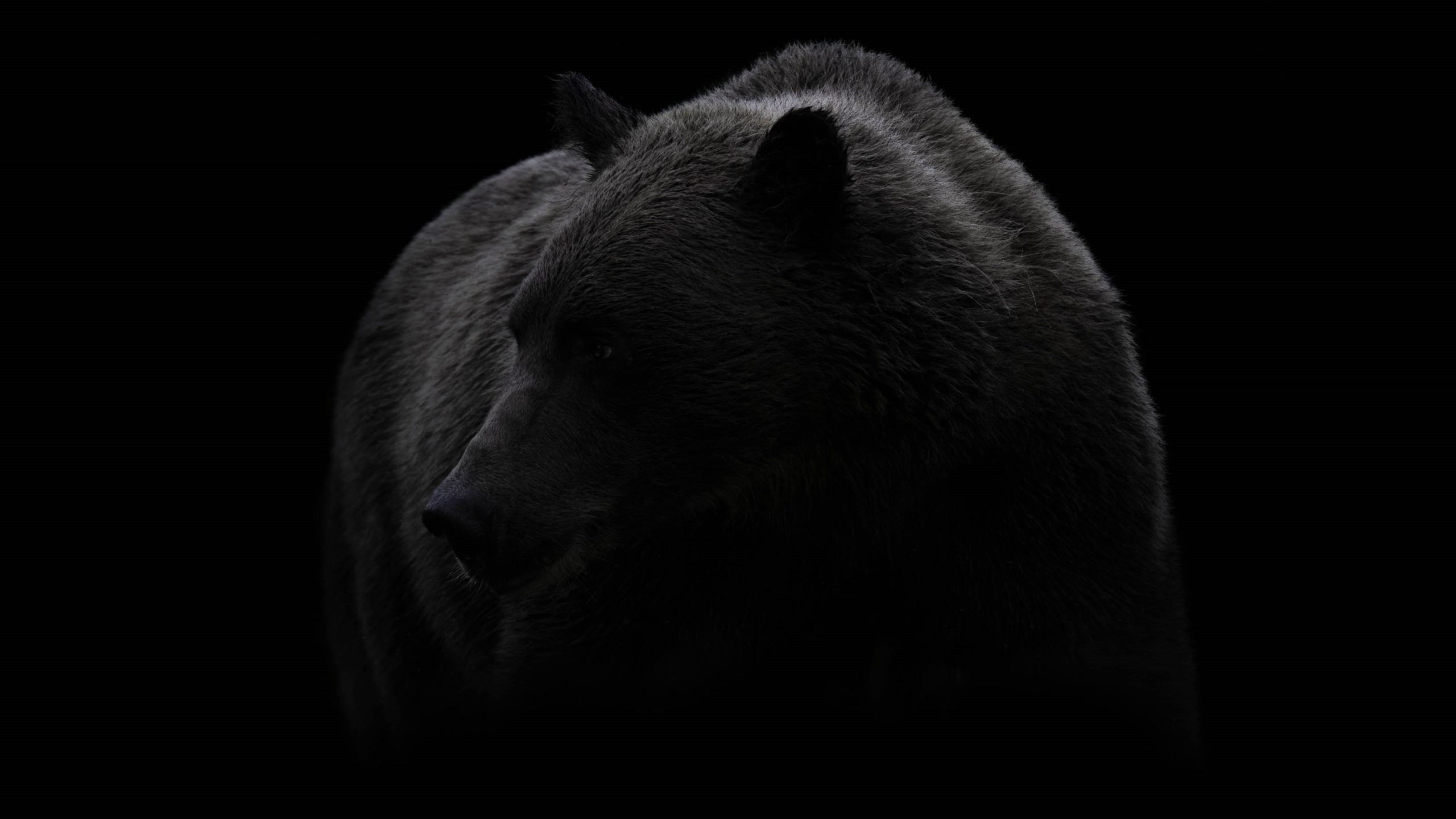 6. Bear Markets